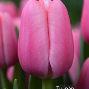 Tulipanes Tresor