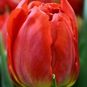 Tulipanes Viking