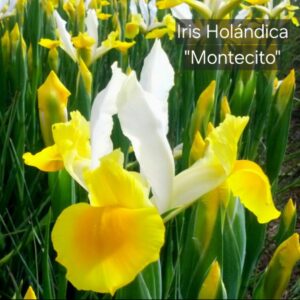 Iris Holándica Montecito