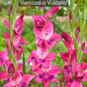 Gladiolos Ramossus Vulcano