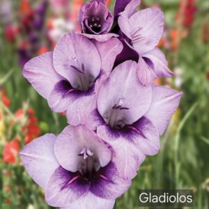 Gladiolos Enanos Tina