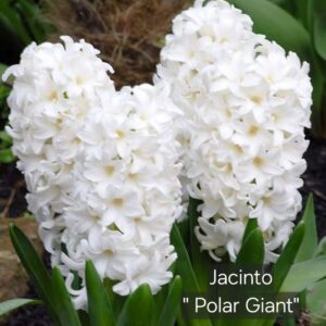 Jacintos Polar Giant