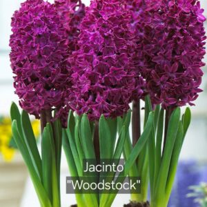 Jacintos Woodstock