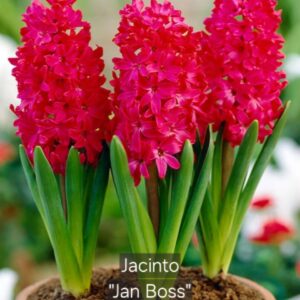 Jacintos Jan Boss