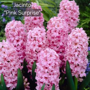 Jacintos Pink Surprise
