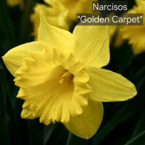 Narcisos Golden Carpet