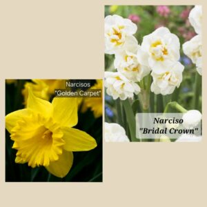 10 Bulbos de Narcisos Mix