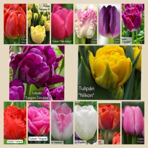 Tulipanes Mix