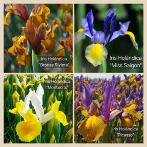 10 Bulbos de Iris Holándica Mix