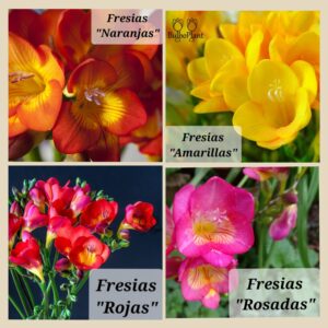 10 Cormos de Fresias Dobles Mix