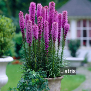 Liatris