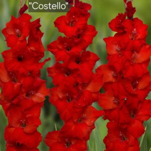 Gladiolos Costello