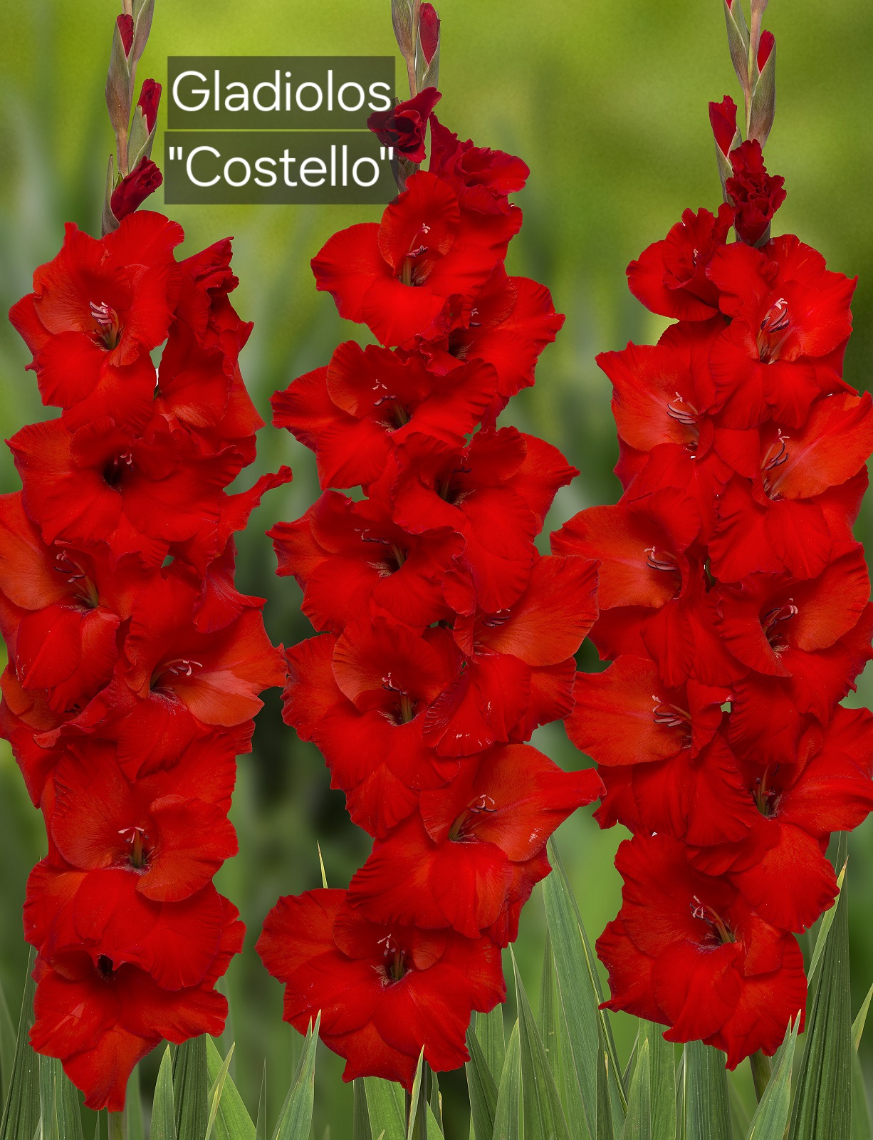 Gladiolos Costello