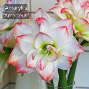Amaryllis Amadeus