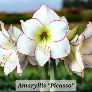 Amaryllis Picasso