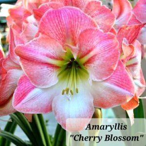 Amaryllis Cherry Blossom