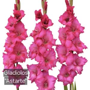 Gladiolos Astarte