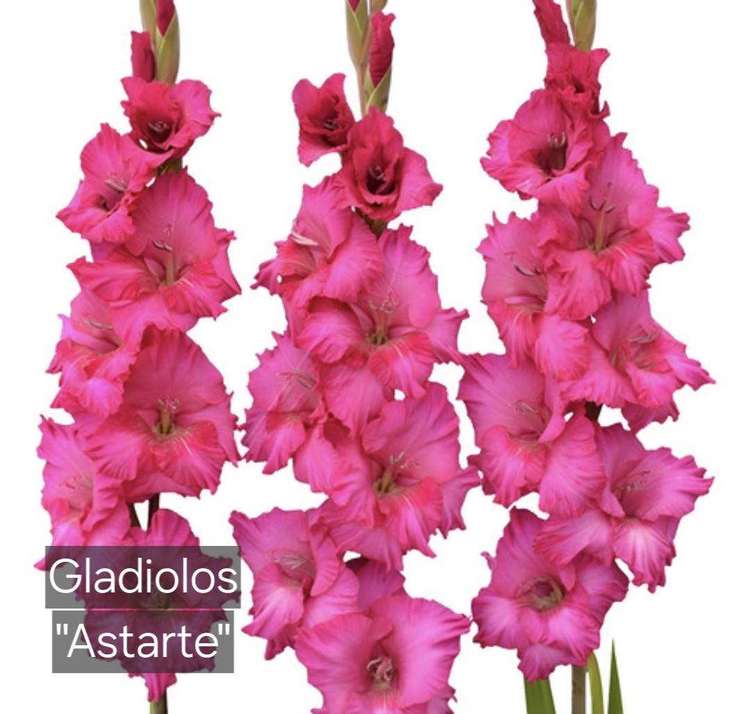 Gladiolos Astarte