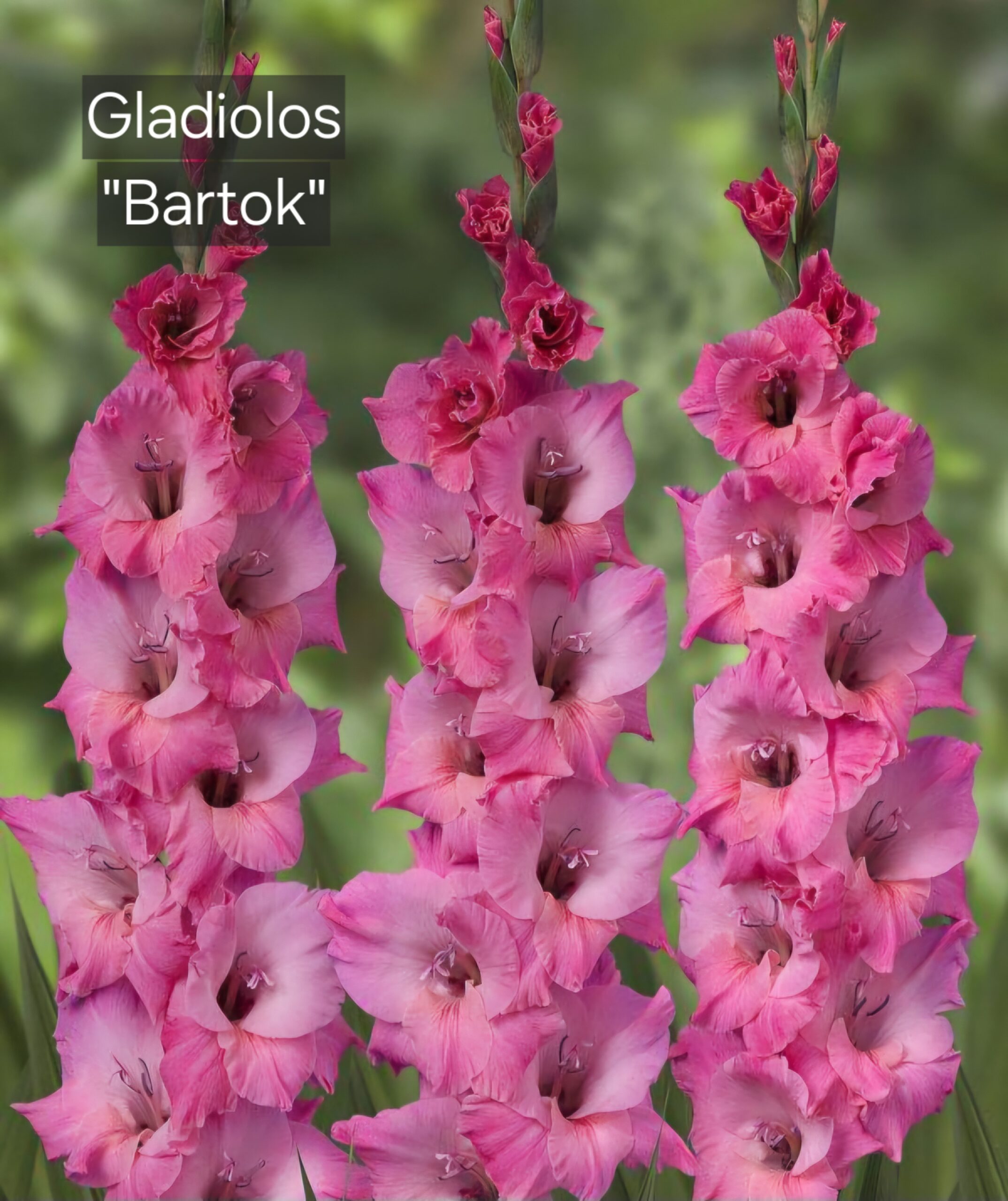 Gladiolos Bartok