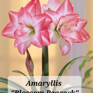 Amaryllis Blossom Peacock