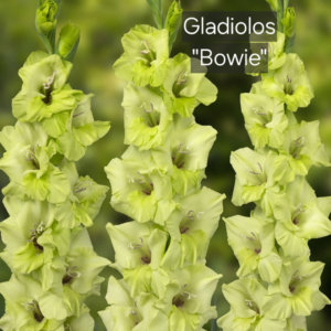 Gladiolos Bowie