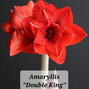 Amaryllis Double King
