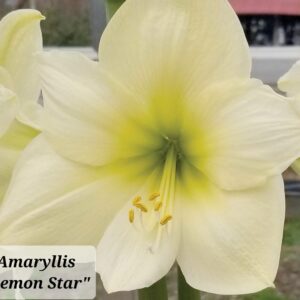 Amaryllis Lemon Star