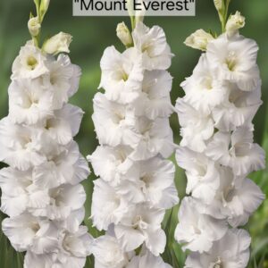 Gladiolos Mount Everest