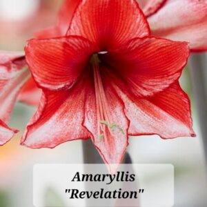 Amaryllis Revelation