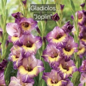 Gladiolos Joplin