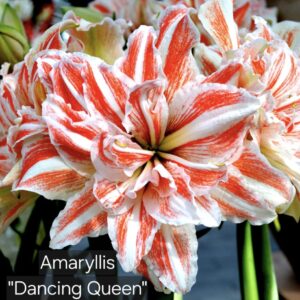 Amaryllis Dancing Queen
