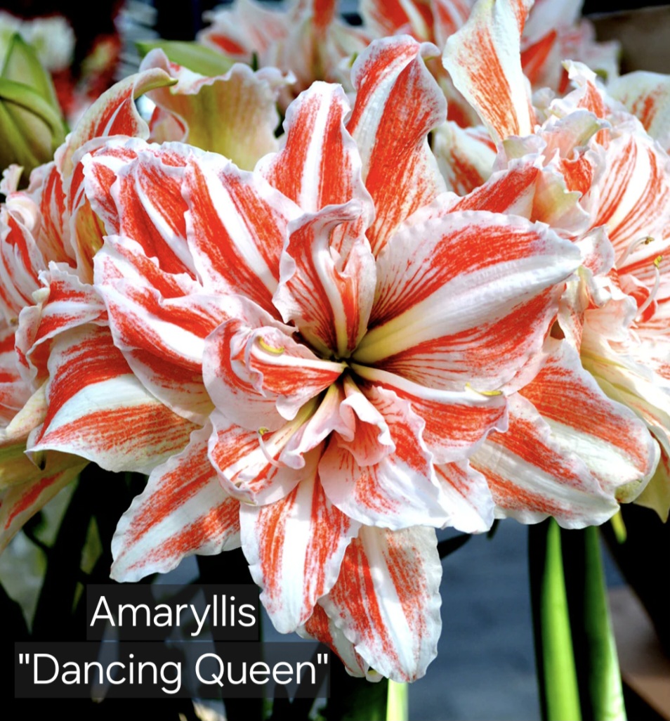 Amaryllis Dancing Queen
