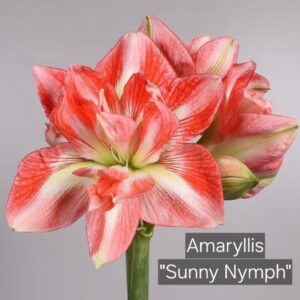 Amaryllis Sunny Nymph