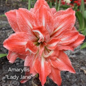 Amaryllis Lady Jane