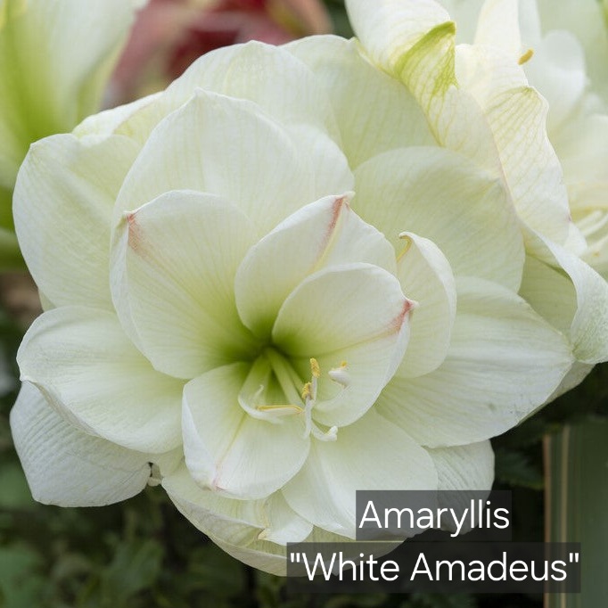 Amaryllis White Amadeus
