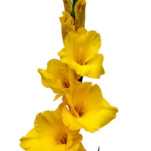 Gladiolos Yellowa