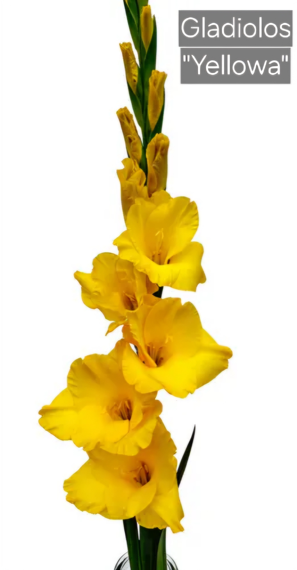 Gladiolos Yellowa