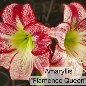 Amaryllis Flamenco Queen