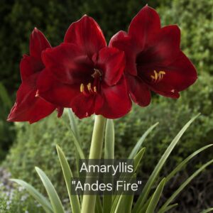 Amaryllis Andes Fire