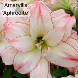 Amaryllis Aphrodite