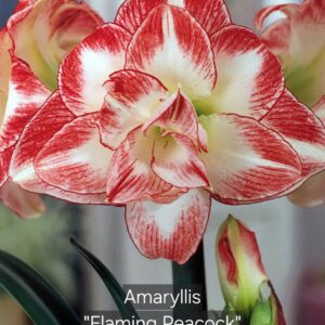 Amaryllis Flaming Peacock