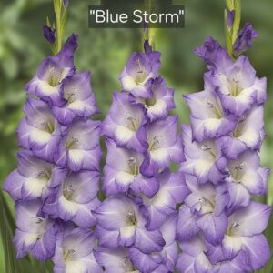 Gladiolos Blue Storm