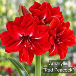 Amaryllis Red Peacock